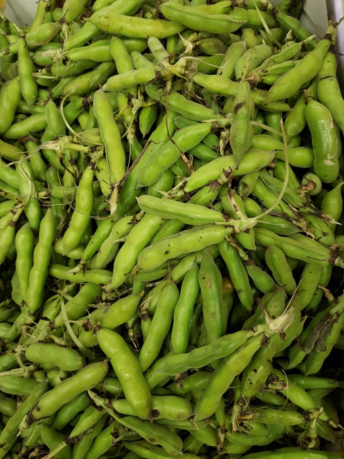 WhatsApp Image 2020-04-19 at 7.02.41 PM (3).jpeg.jpeg